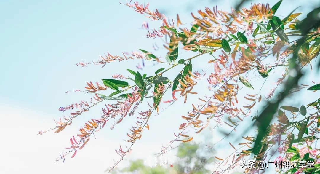 养生泡茶的中草药有哪些,泡茶最好的中草药