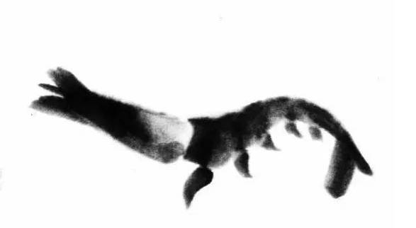 齐白石群虾的绘画手法,齐白石群虾用铅笔怎么画