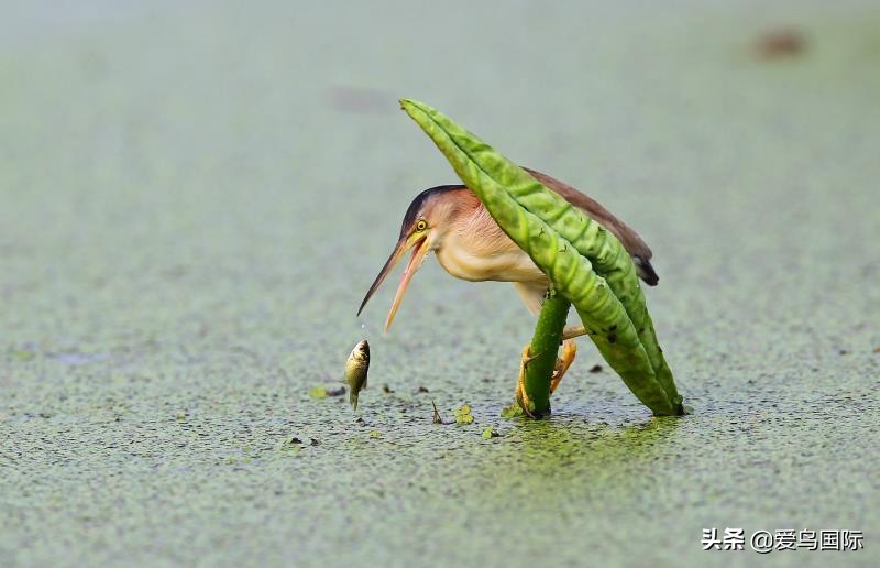观鸟大年影片,观鸟大年在线观看