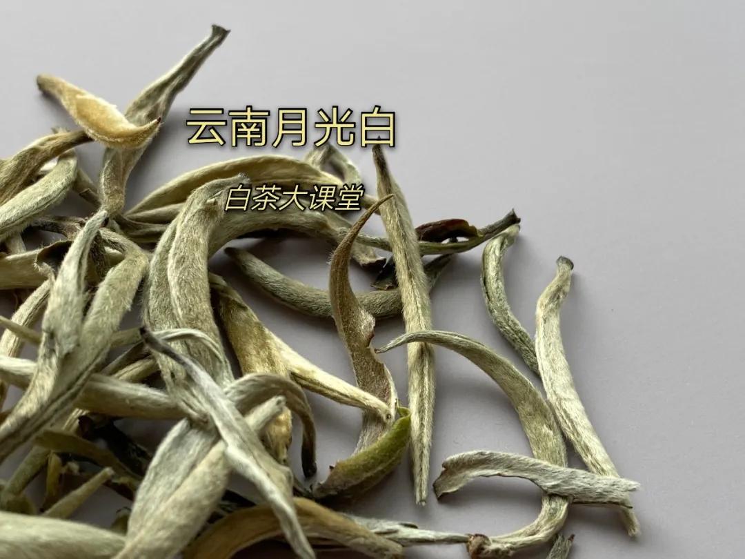 月光白老品种白茶,为什么有人说月光白是普洱茶