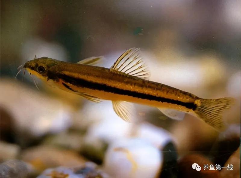 十种常见的水生动物,鳅科动物图片