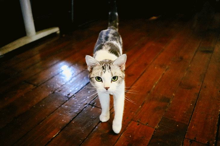 佳能eosm6mark2发布会,佳能EOSM6Mark2全新