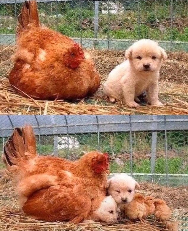 放下了七情六欲戴上金箍才能救你,带上金箍就不能有七情六欲了