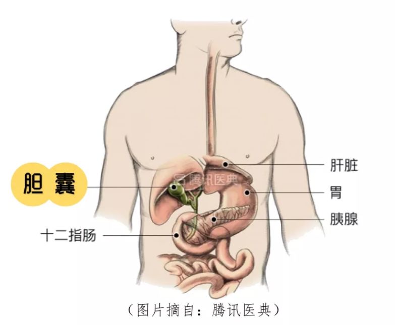 肚子疼是胆囊的症状吗,一吃饱腹部就痛