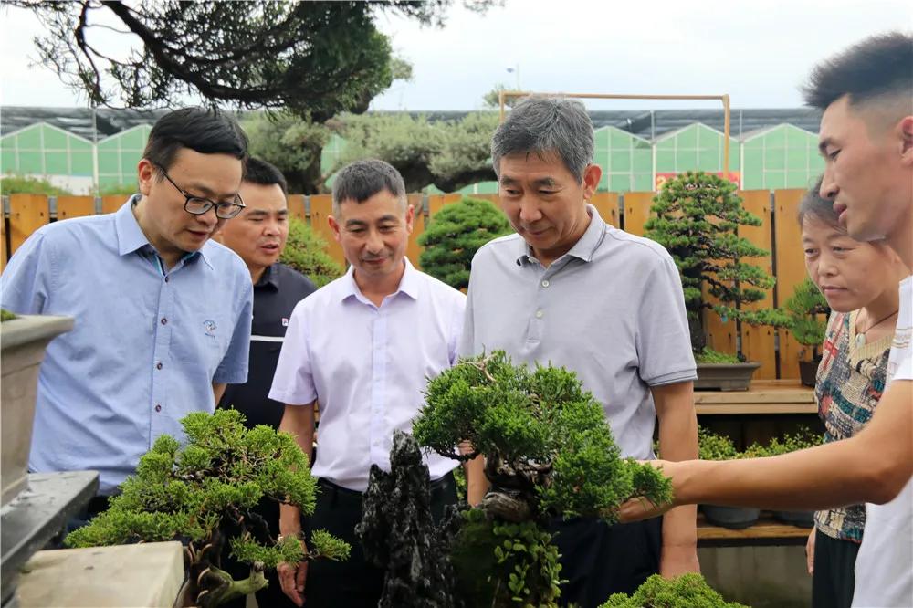 宿迁市沭阳县沭阳国际花木城,沭阳国际花木城布局