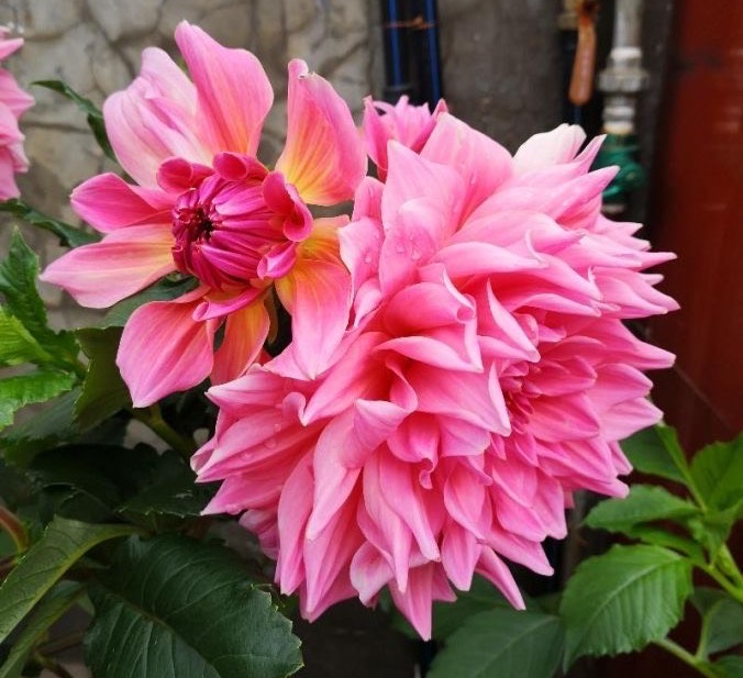 大丽花怎么种植,大丽花地栽种球的种植方法