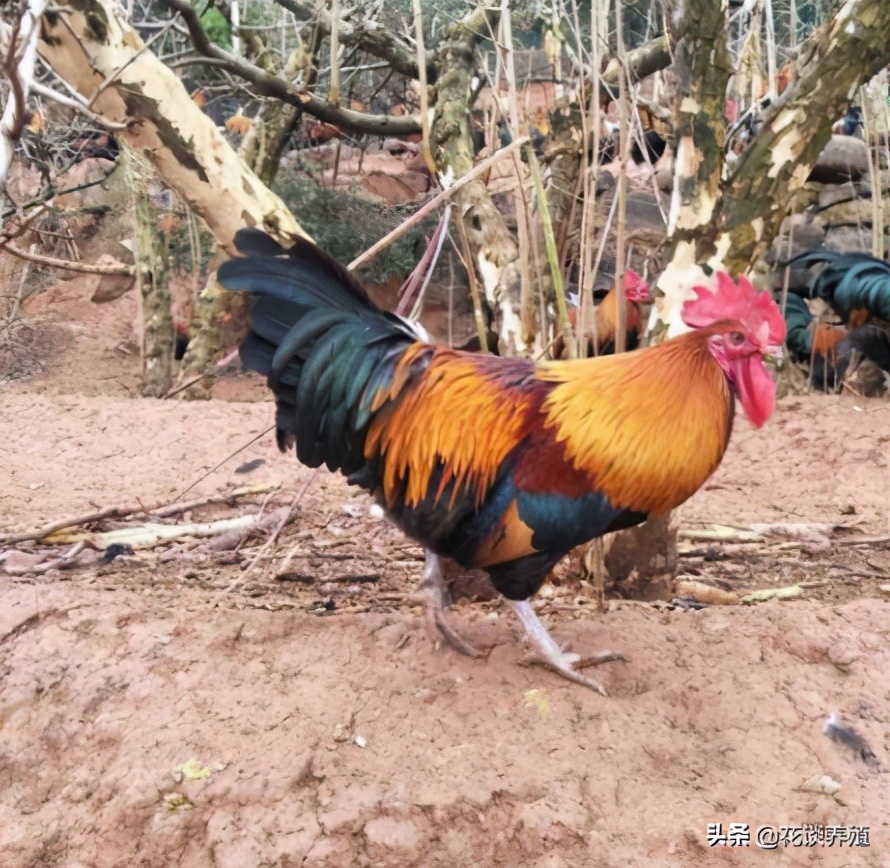 呕吐毒素对人危害,呕吐毒素科普冷知识