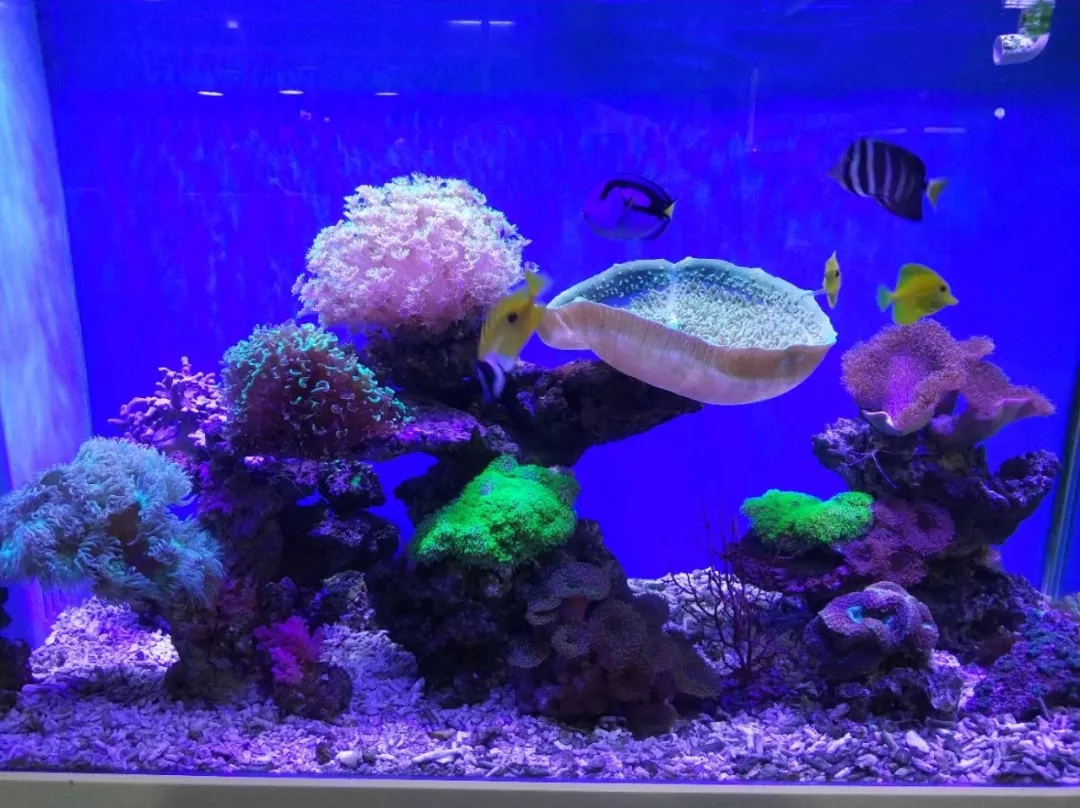 海水鲽鱼在一起打架吗,鱼儿为什么会打架