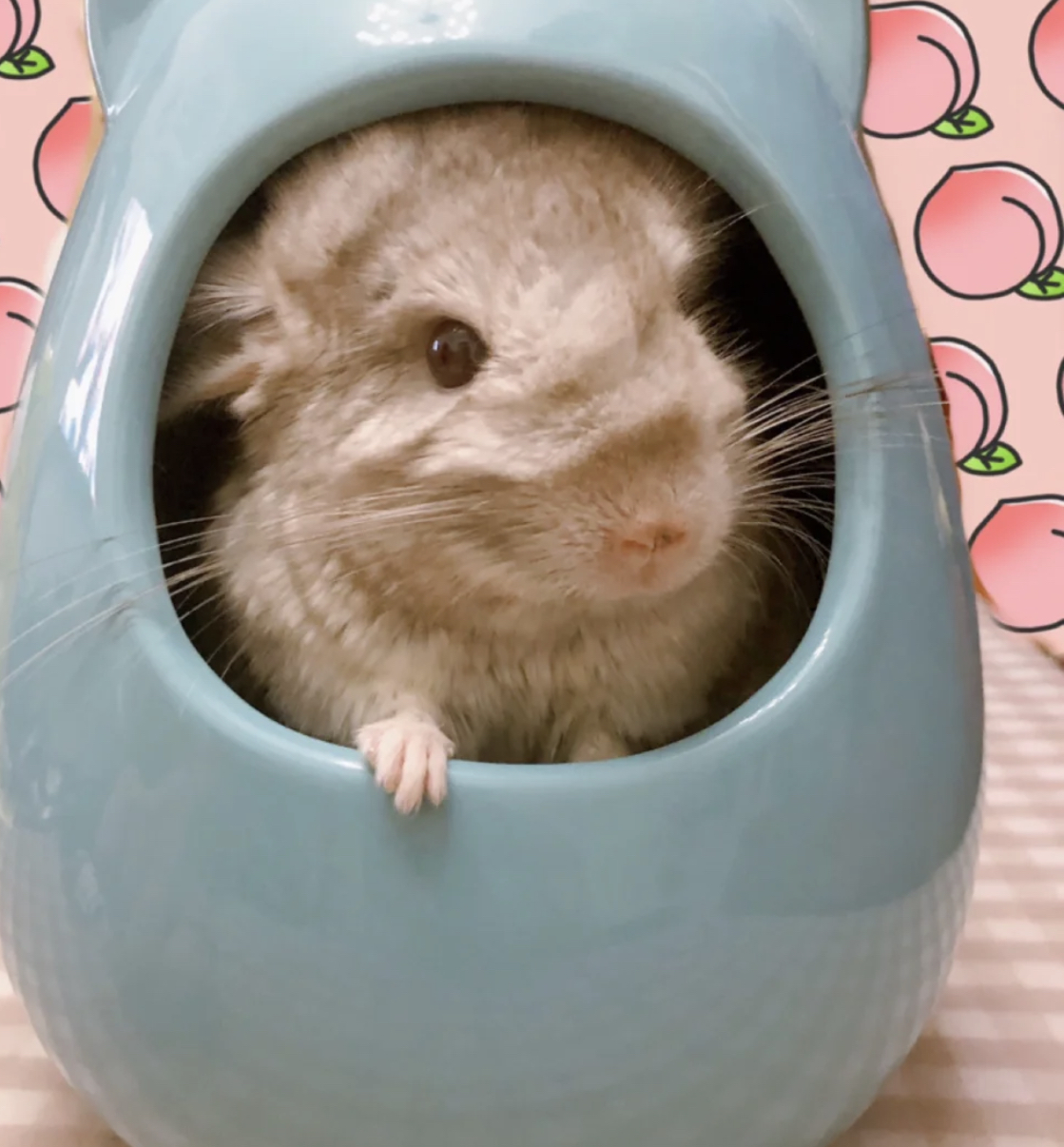 从出生到现在饲养龙猫的所有过程,龙猫的饲养方法及注意事项