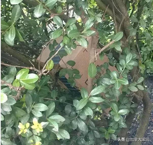 从中国寄包裹到加拿大,寄往加拿大的包裹收不到如何查询