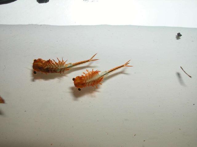 仙女虾和三眼恐龙虾是昆虫吗,养三眼恐龙虾和仙女虾视频