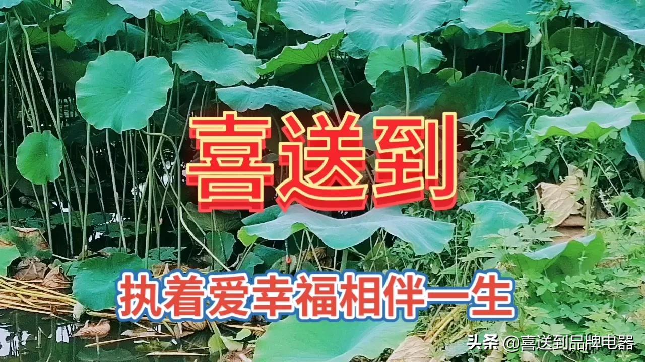 夫妻没有感情了如何化解,夫妻间没有感情了应该怎么解决