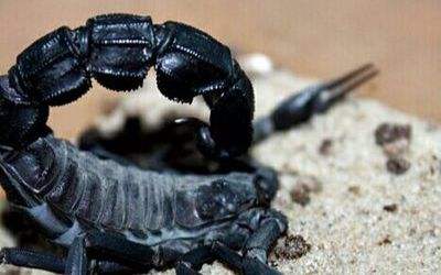 五毒之中蝎子的种类,五毒之首是蜘蛛还是蝎子