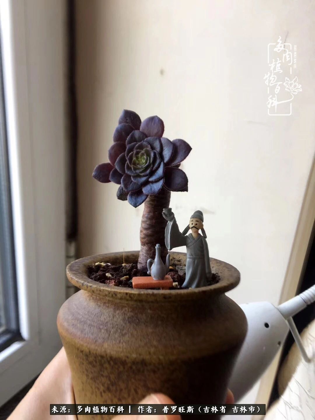 日日勤服侍，日日勤拂拭！服侍花儿，就是拂拭心灵