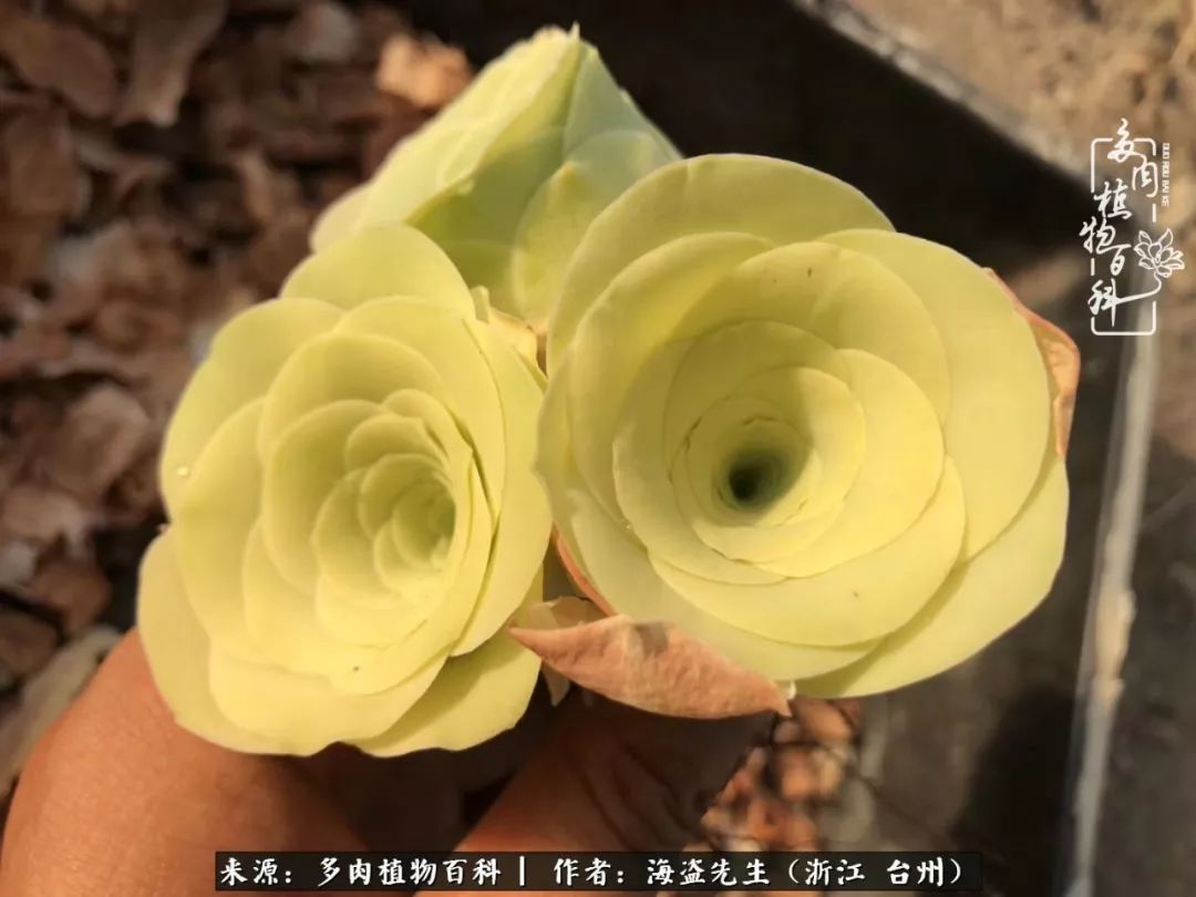 黄玫瑰这么美的风景惊艳到你了吗,优雅漂亮的黄玫瑰图片