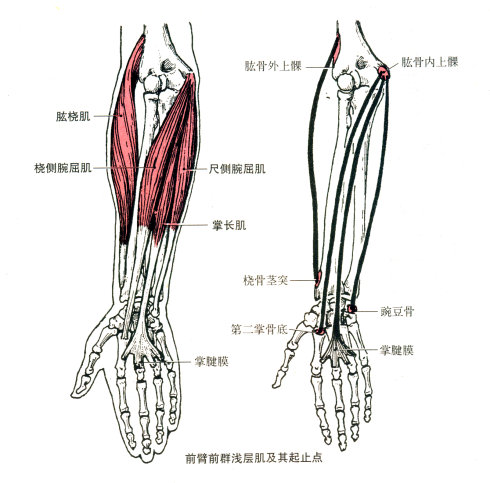 全套人体解剖口诀,人体解剖图谱推荐