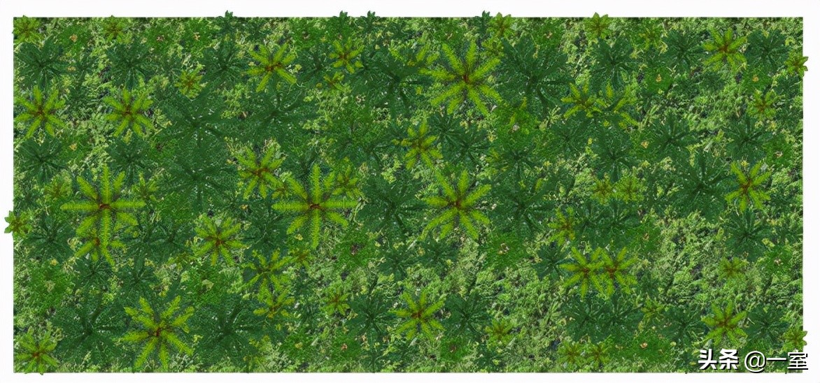 网红庭院植物搭配,网红绿植搭配技巧