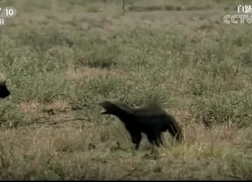 你们吃的野味蜜獾，居然是称霸非洲的平头哥