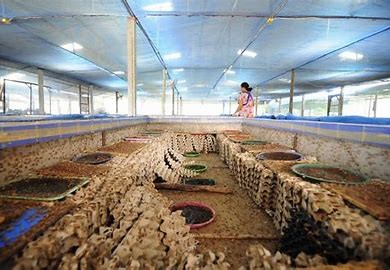 食用蟋蟀养殖赚钱吗农村,食用蟋蟀养殖