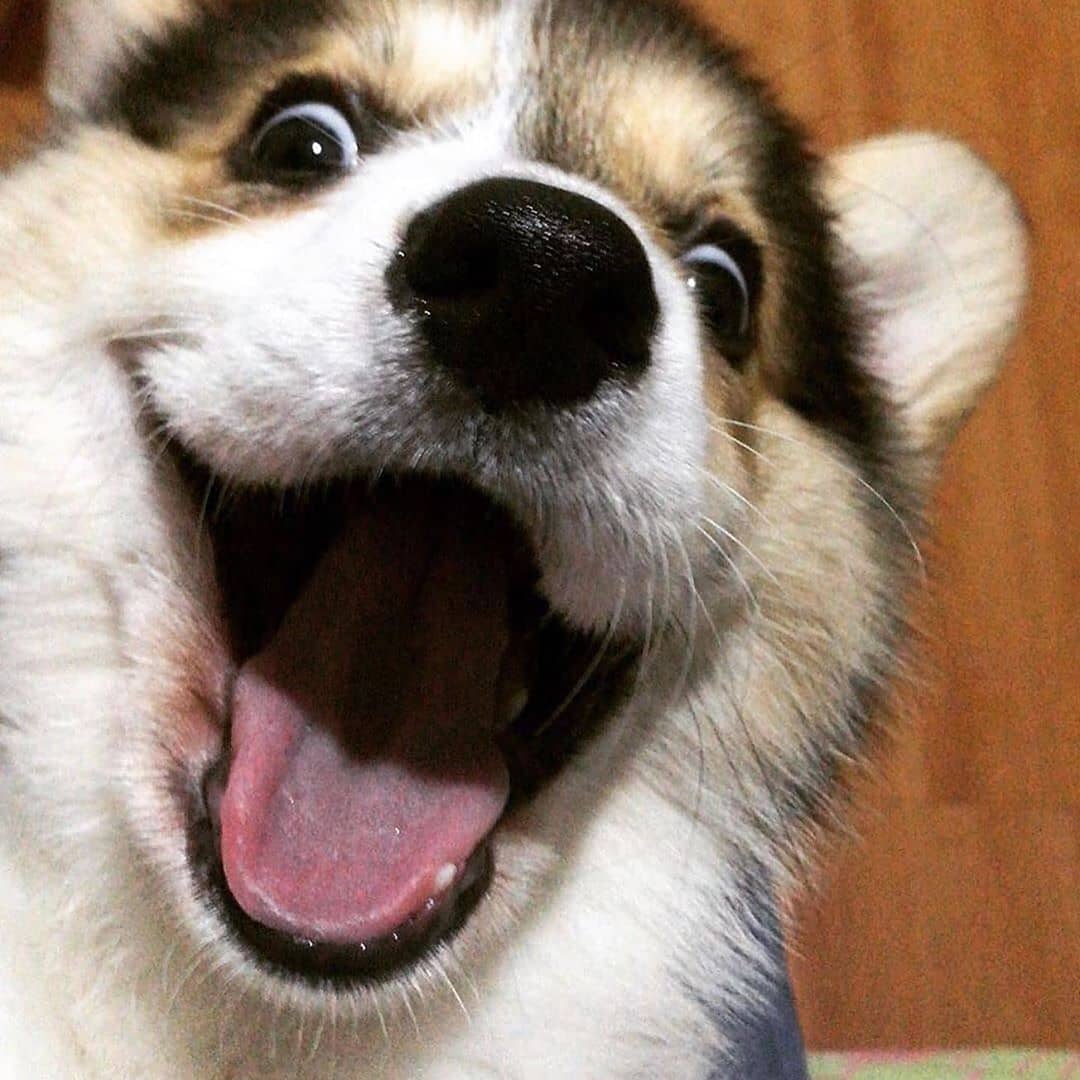 养宠物人得了寄生虫,养宠物人得皮肤病