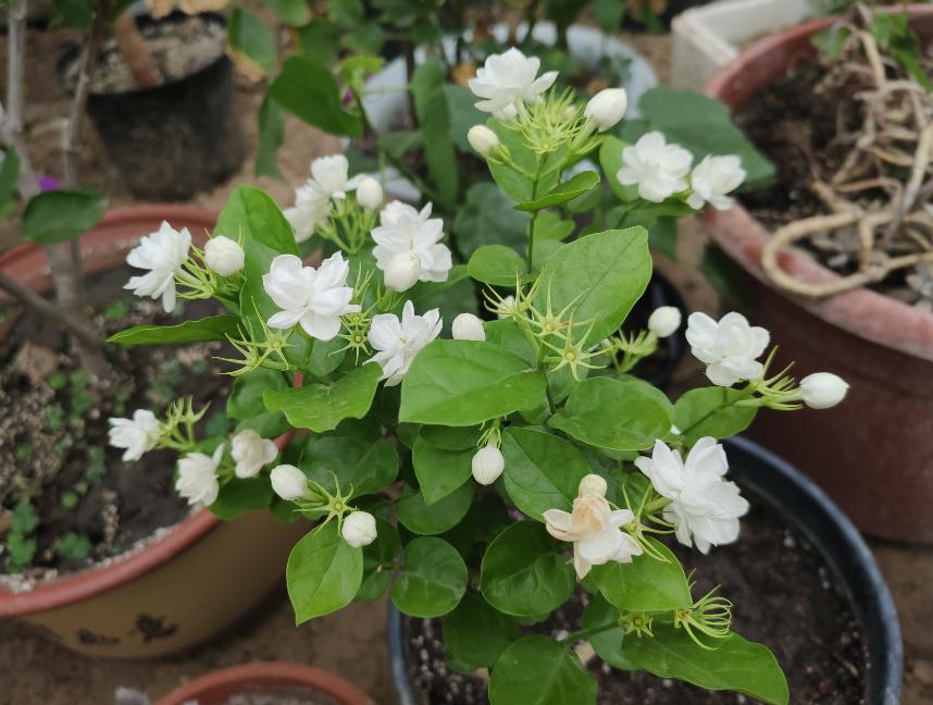 养两年茉莉换盆的正确方法,茉莉小苗怎么把杆子养粗