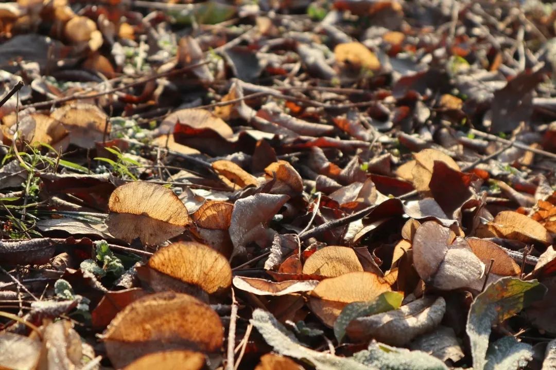 草木人间和燃冬,草木和人间