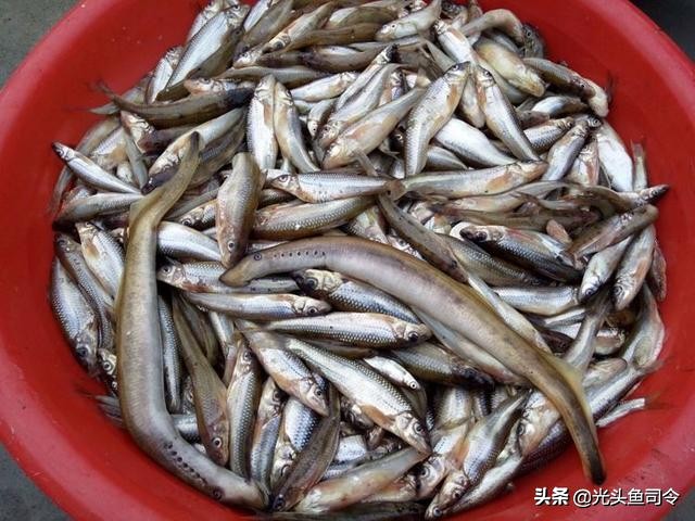 野钓小杂鱼闹窝怎么办,野钓如何避免小杂鱼闹窝