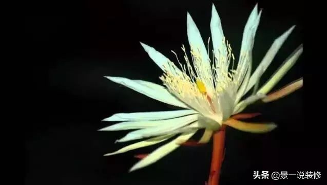 世界上最好看的最贵的十种花,世界上最高贵的前十种花