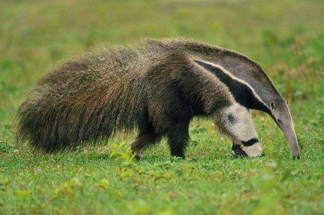 动物舌头的“功能”对于动物来说舌头而是一件“厉害的*器武**”