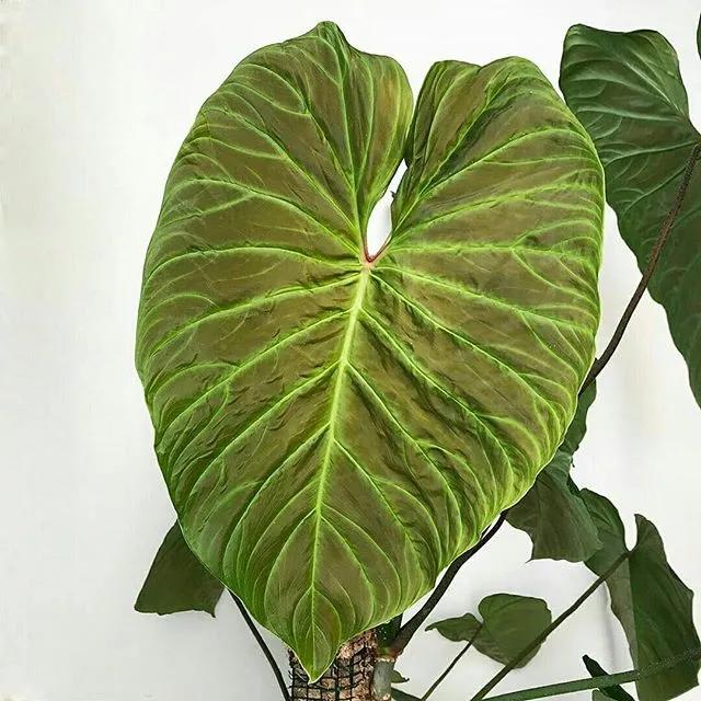 10片叶子的绿植,室内绿植盆栽一元