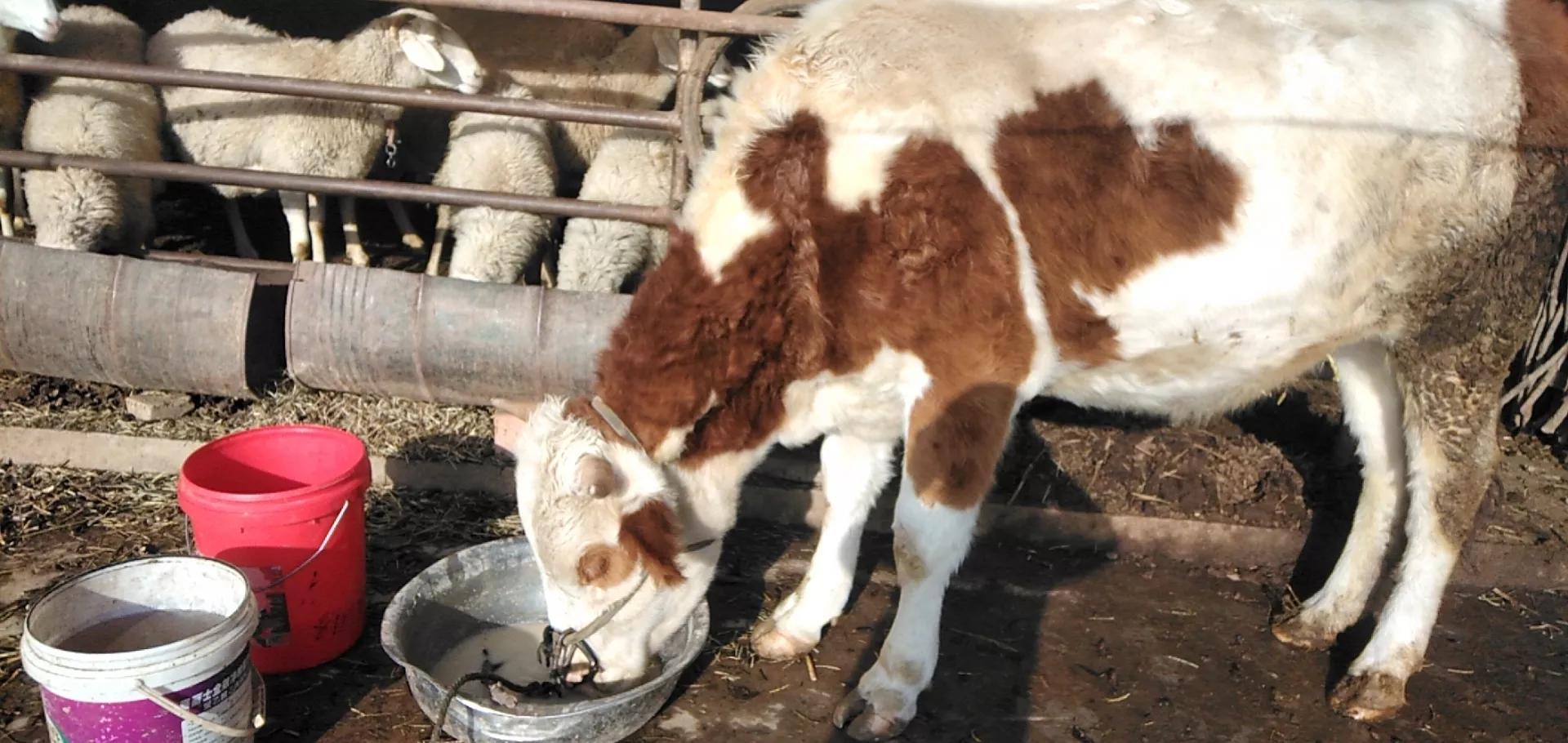 有基础的情况下养牛好还是养羊好,目前是养牛前景好还是养羊前景好