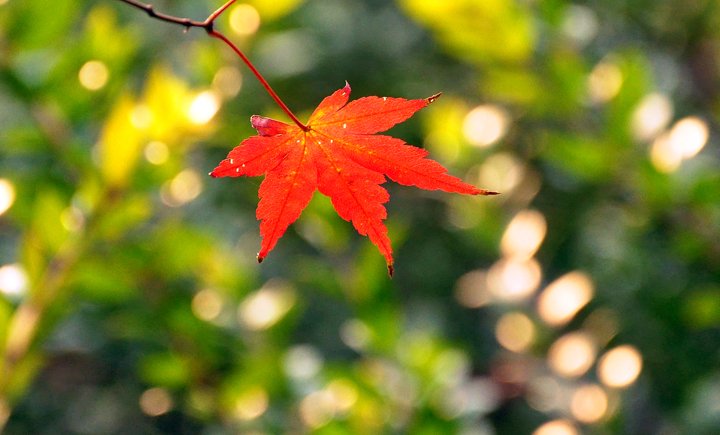 欧亨利最后一片叶子赏析,欧亨利最后一片叶子