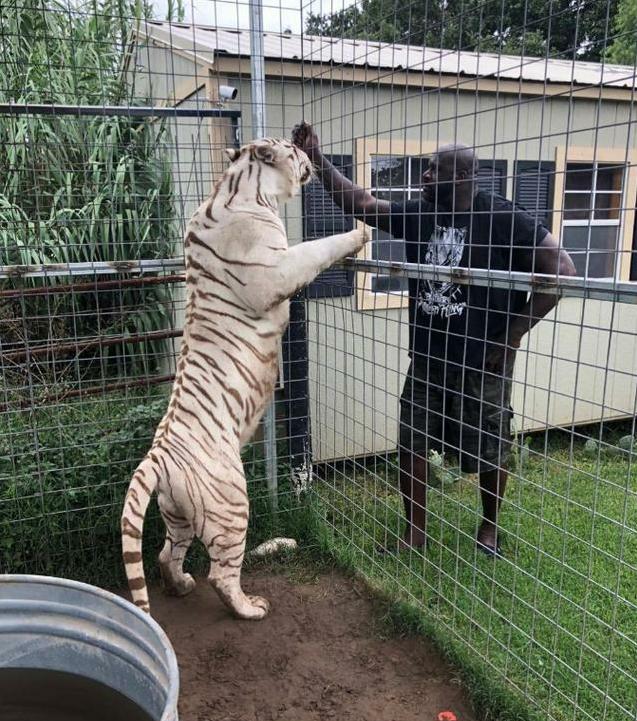 中国巨人和奥尼尔的身高对比,巨人中的巨人大鲨鱼奥尼尔