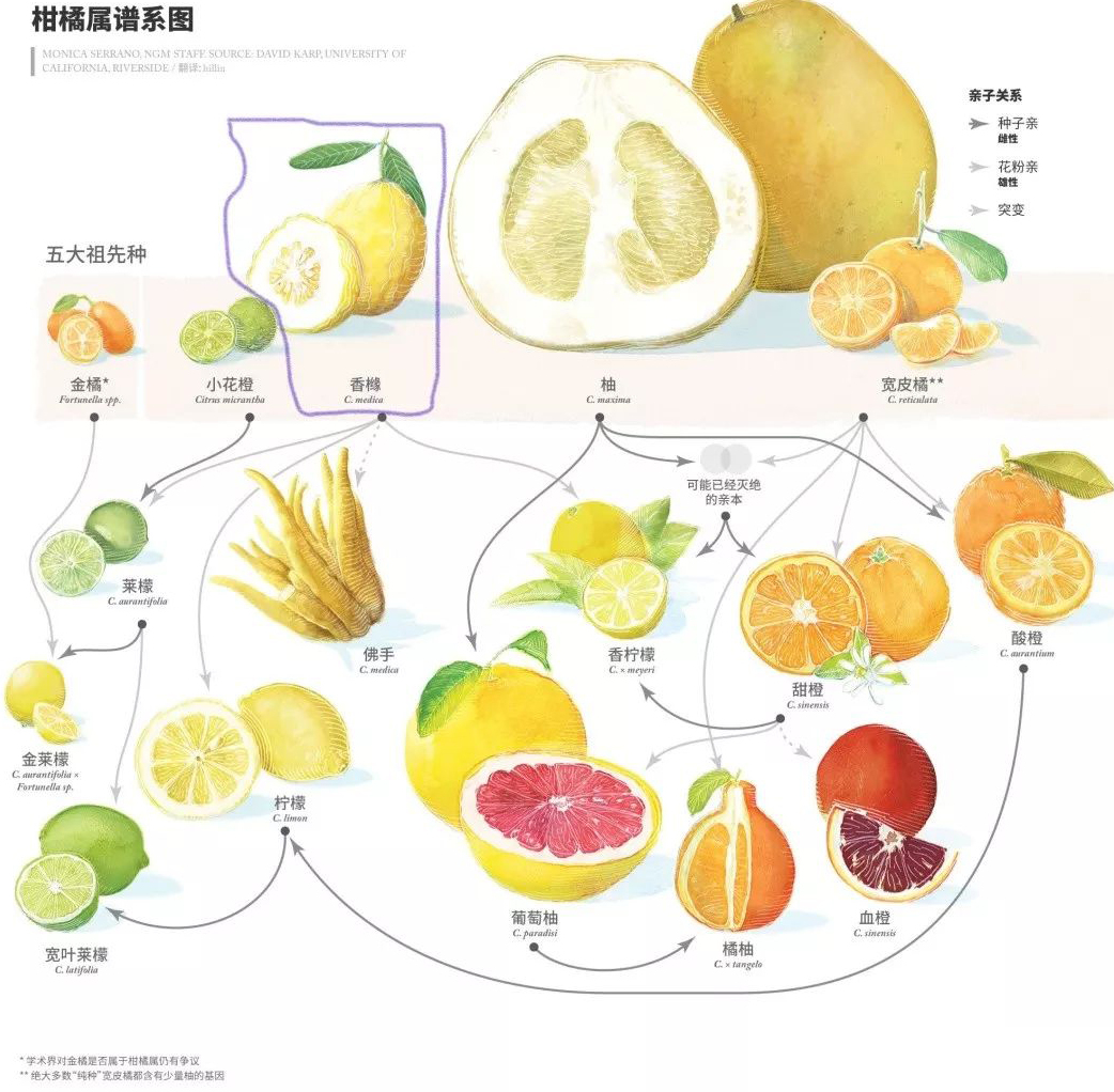香橼精油,香甜迷人的果香味有魔力