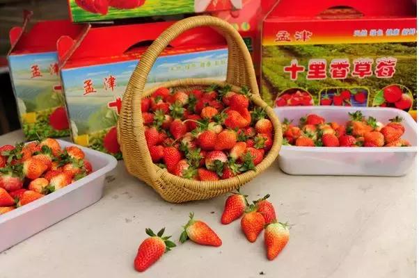 洛阳牡丹花会邀请,洛阳邀请全世界人民看牡丹