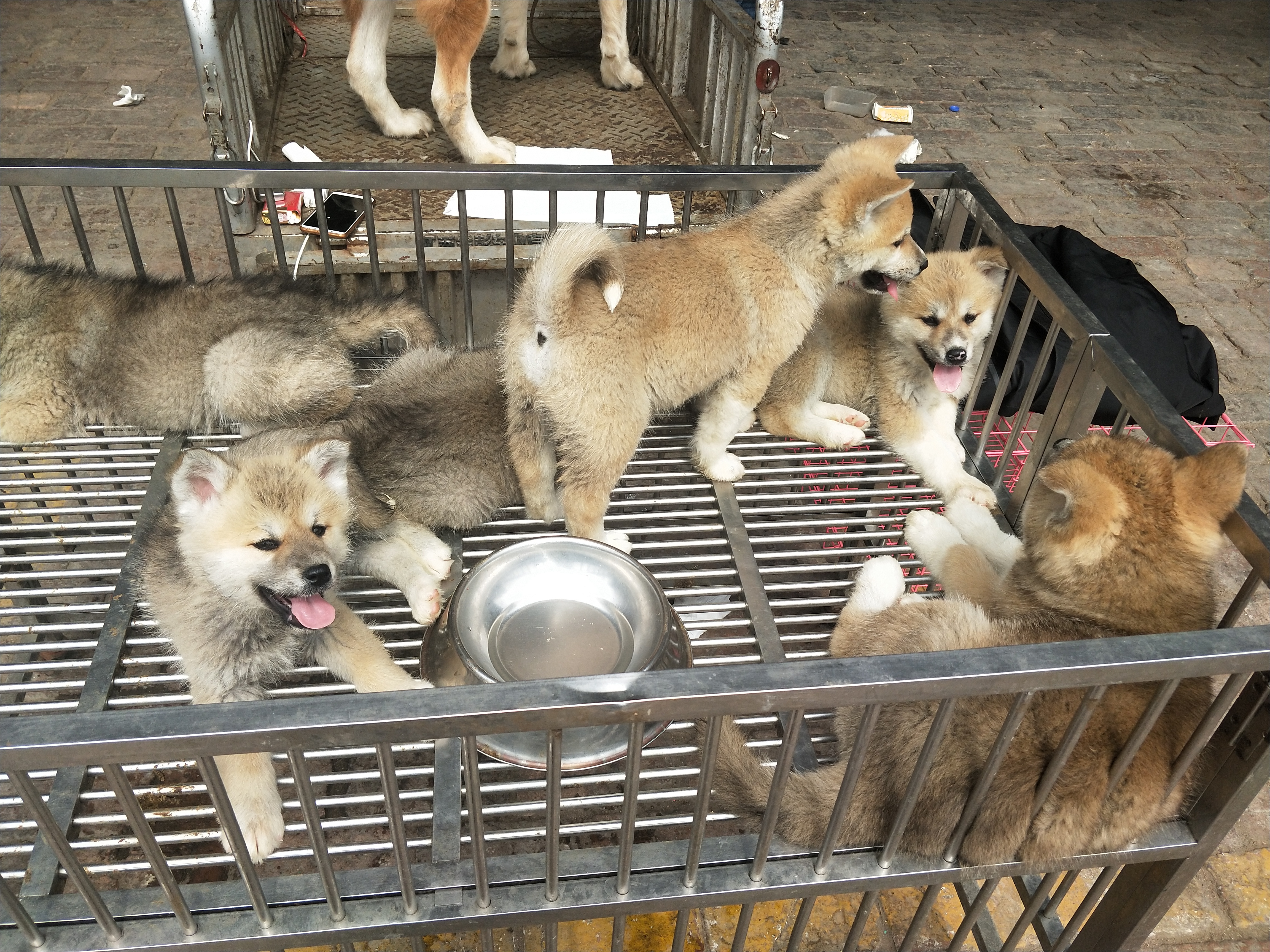 开封四大狗市排名,四种公认最好的狗市