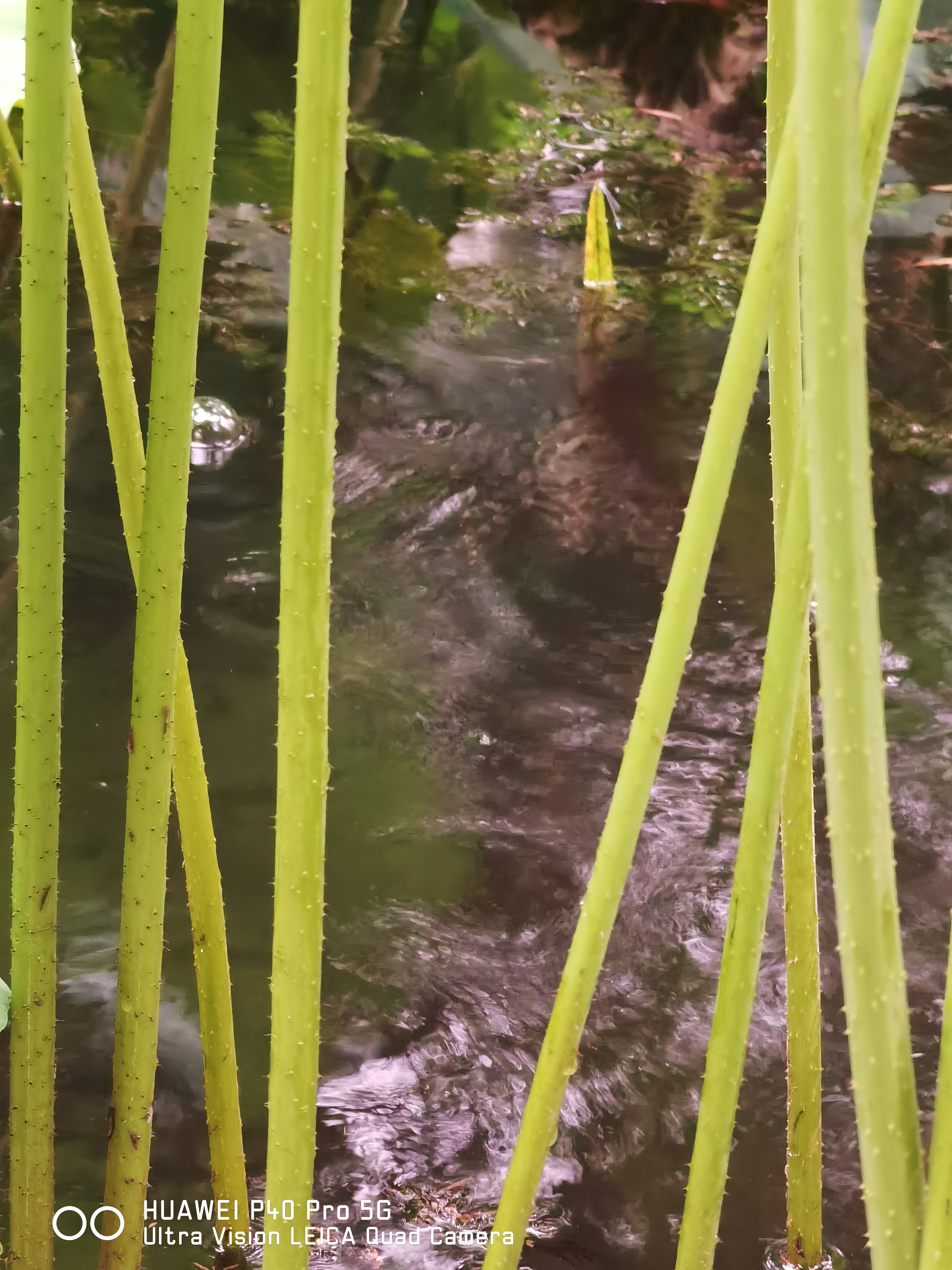 华为p50pro实测,华为p50pro变焦测试