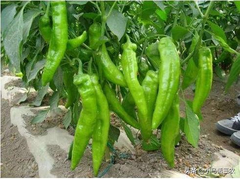 辣椒种植中遇到多种病害,盆栽辣椒种植虫害怎么治