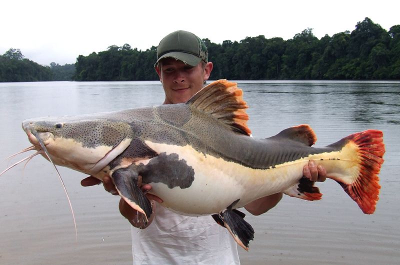 红尾鲶有多凶猛,红尾鲶是入侵物种吗