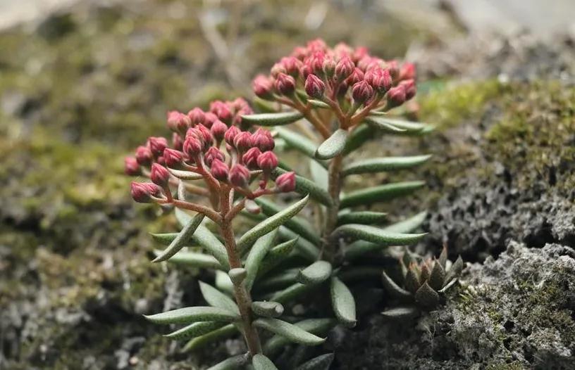 多肉植物科普讲解,林草科普活动方案