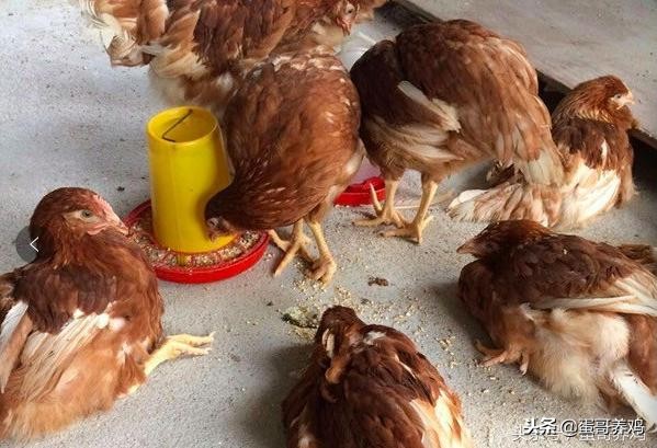 鸡痛风怎么治疗最有效,鸡痛风的预防措施和应对方案