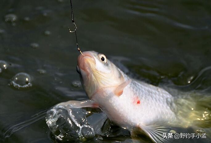 饵鱼太多不咬饵怎么解决,鱼吸饵不入嘴怎么办