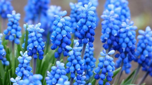 十大名花排名哪种花排名第一,水仙花是我国的十大名花之一