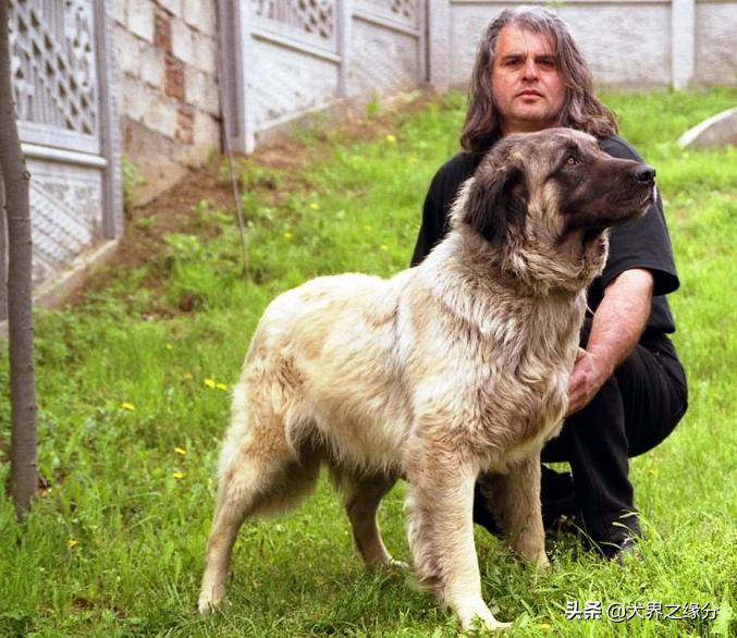 最凶猛高加索犬,十大猛犬之一高加索犬