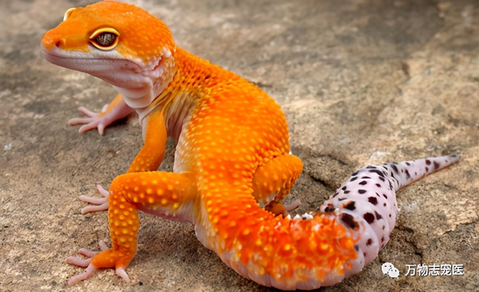 新宠到家,新宠到家注意事项