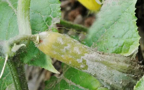 黄瓜高温黄叶病怎么治,黄瓜幼苗高温叶子蔫了怎么解决