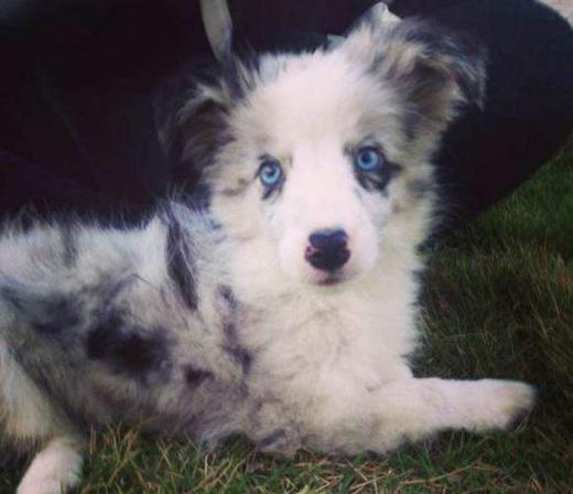 狗狗吃什么能变成黑鼻头,狗狗的黑鼻头变白是什么原因