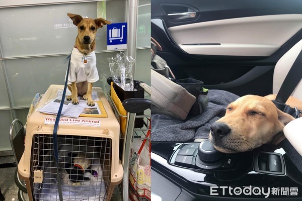 只想养一只比熊,只想养比熊犬