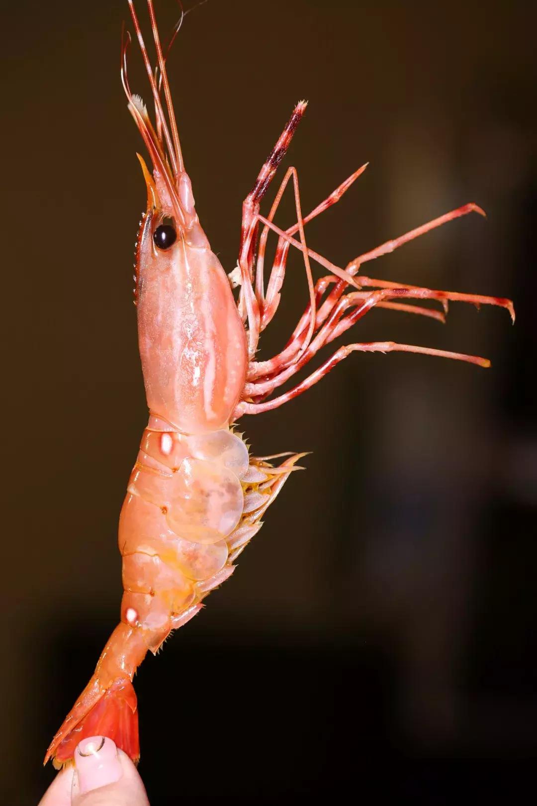 包头好吃的日料推荐,包头必吃的十种馆子