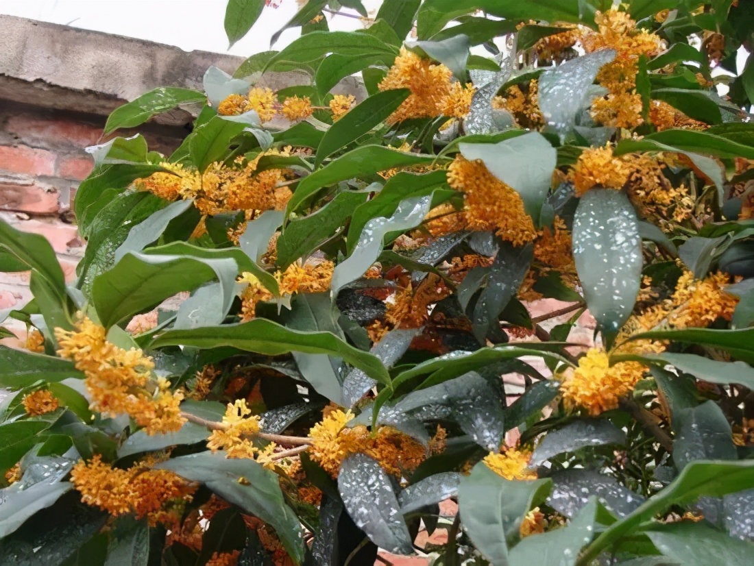 桂花发了好多新芽,桂花品种对比一览表